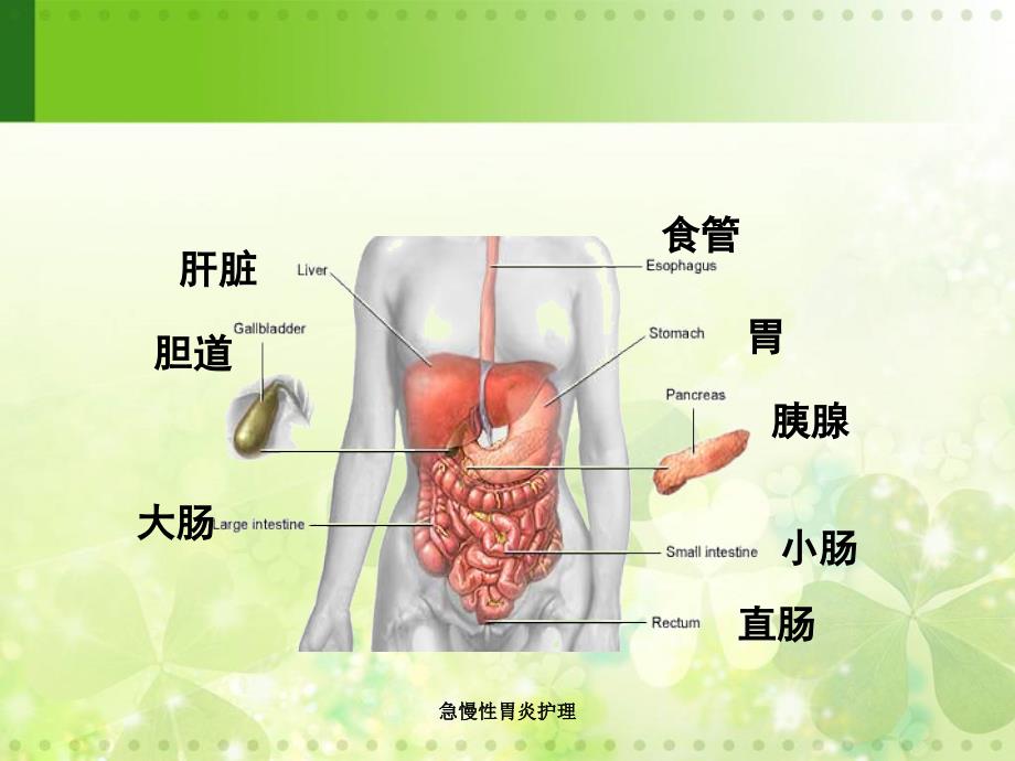 最新急慢性胃炎护理_第3页