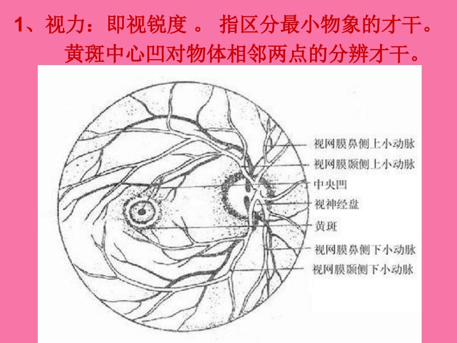 眼的检查及护理操作ppt课件_第3页