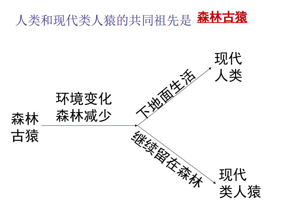 期末复习课件第四单元第一章人的由来_第2页