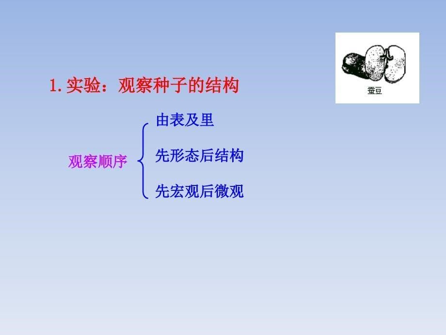 七年级生物上册第三单元第一章第二节种子植物课件新人教版_第5页