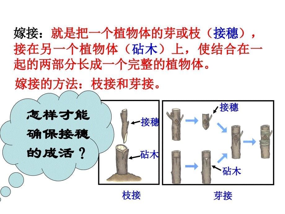 植物的无性生殖_第5页