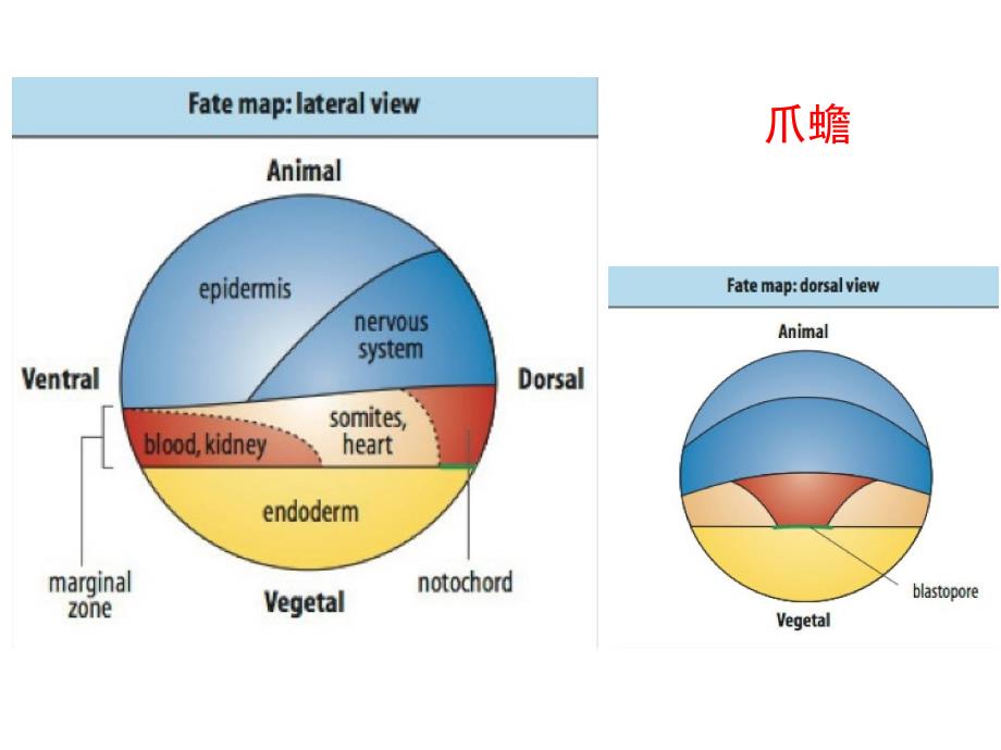 发育生物学：8 细胞命运决定_第2页