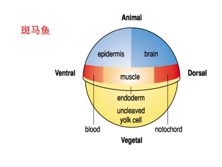 发育生物学：8 细胞命运决定_第3页