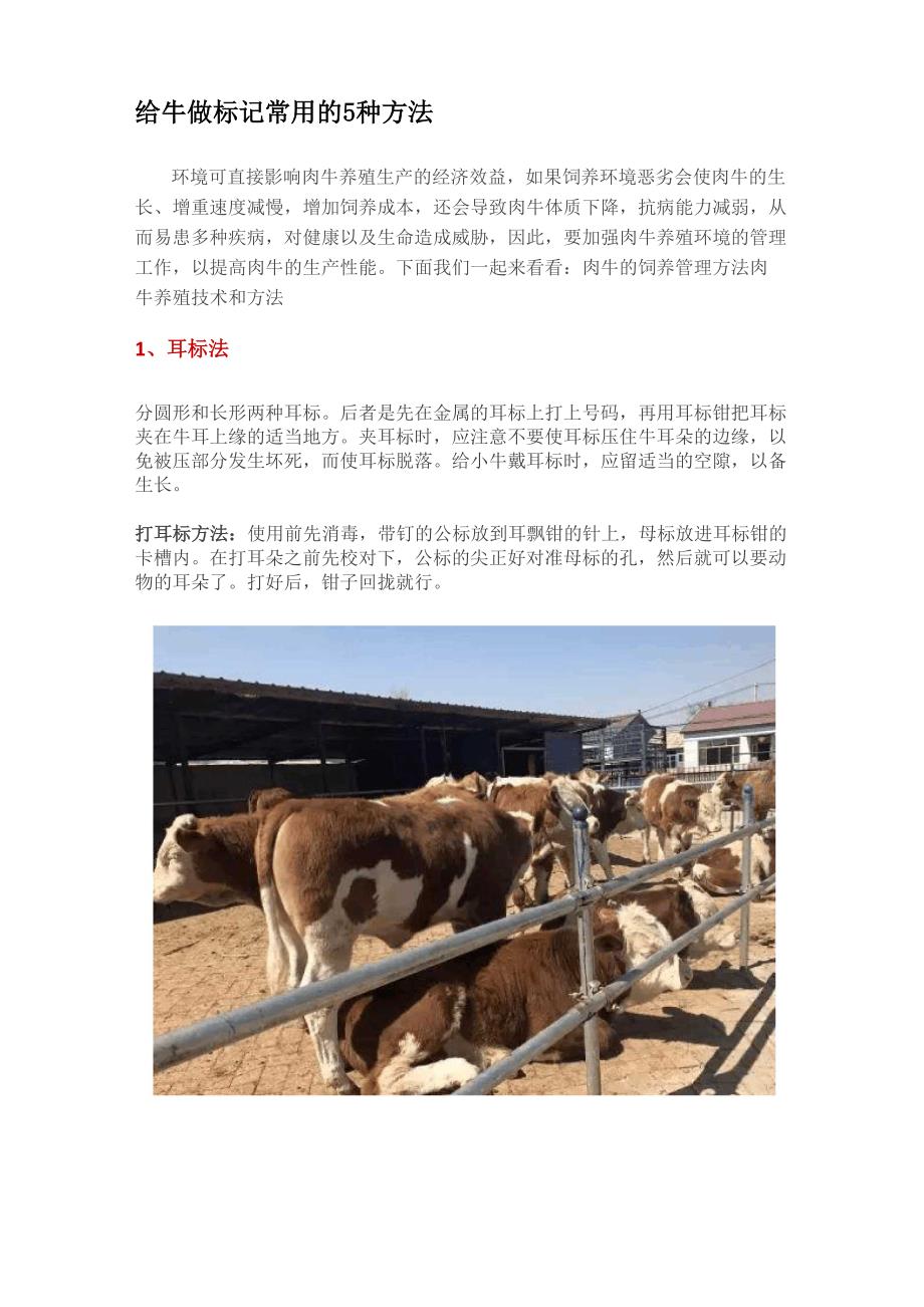 给牛做标记常用的5种方法_第1页