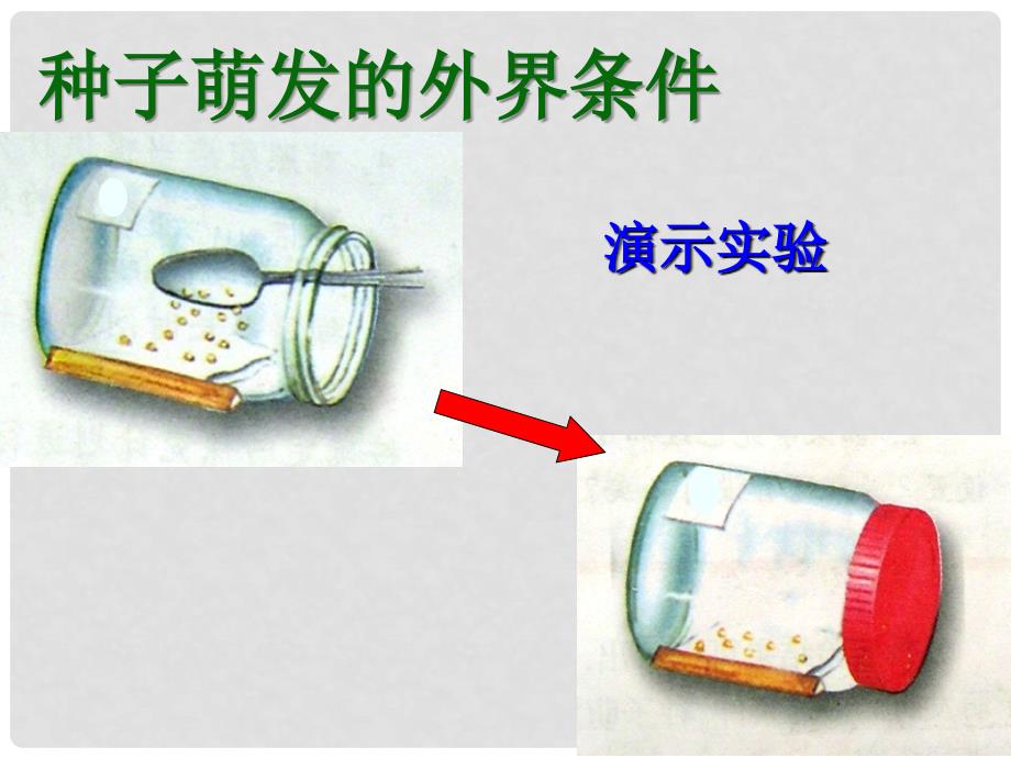 六年级生物下册 3.2.1《种子的萌发》课件1 鲁科版五四制_第3页