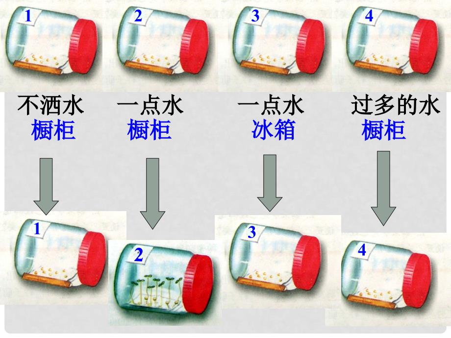 六年级生物下册 3.2.1《种子的萌发》课件1 鲁科版五四制_第4页