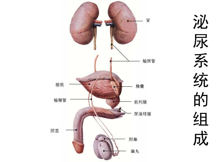 正常人体学基础第九章泌尿系统ppt课件_第4页