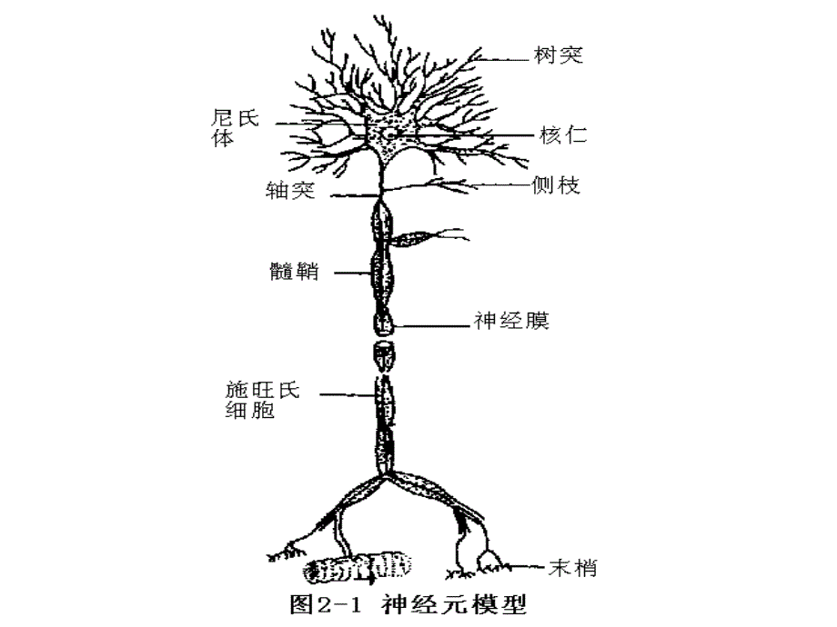 第二章人体生理特征资料_第4页