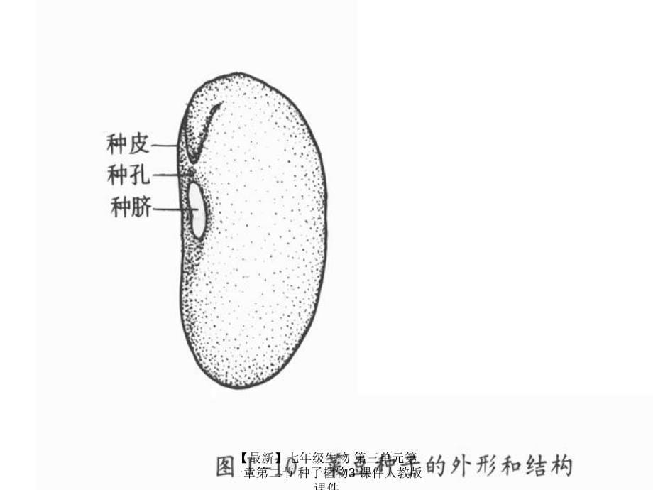 最新七年级生物第三单元第一章第二节种子植物3课件人教版课件_第5页