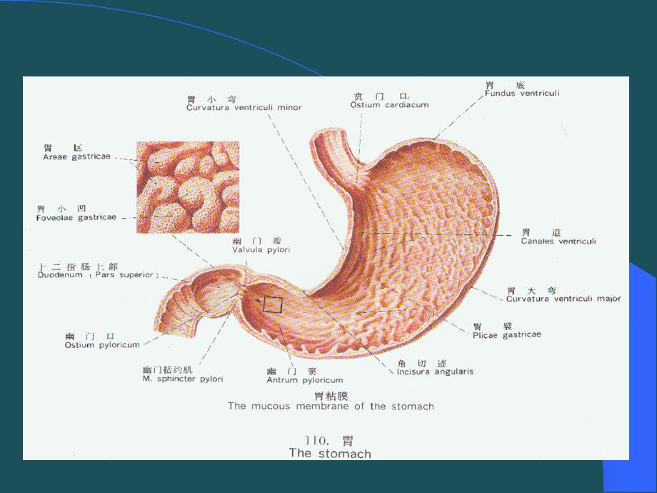 36抗消化性溃疡药sunppt课件_第4页