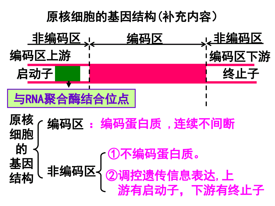 最新原核细胞的基因结构补充内容ppt课件_第2页