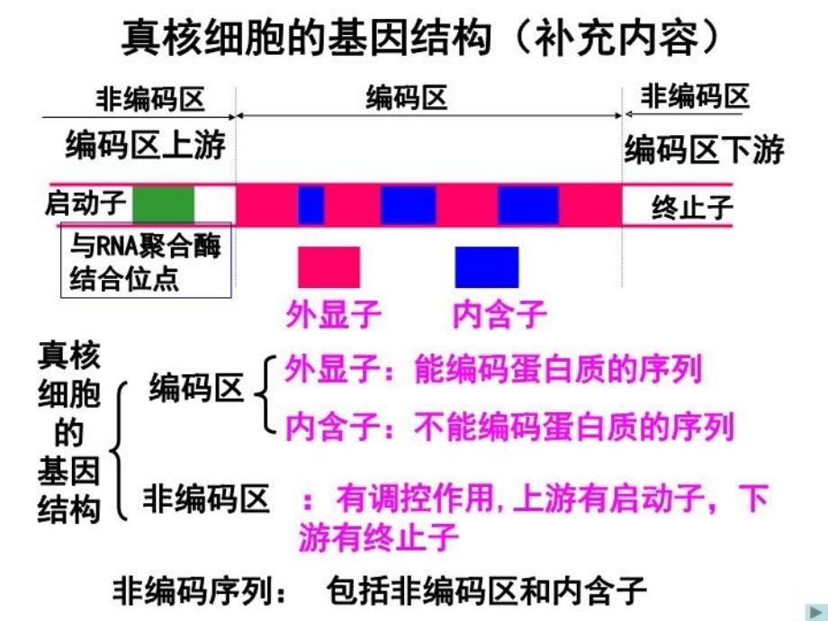 最新原核细胞的基因结构补充内容ppt课件_第3页