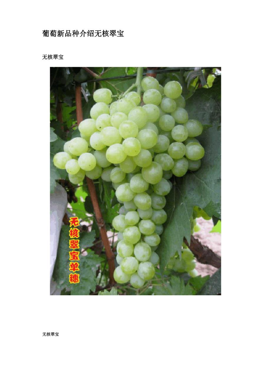 葡萄新品种介绍无核翠宝_第1页