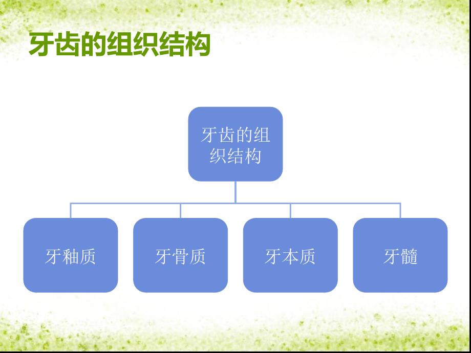 牙齿的组织结构通用课件_第1页