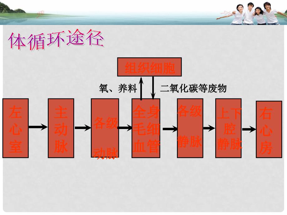 山东省邹平县实验中学七年级生物下册 3.4.1 尿的形成和排出课件 （新版）济南版_第3页