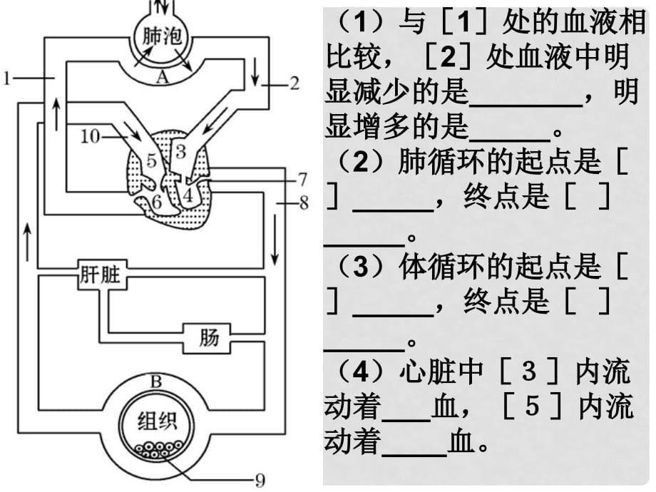 山东省邹平县实验中学七年级生物下册 3.4.1 尿的形成和排出课件 （新版）济南版_第5页