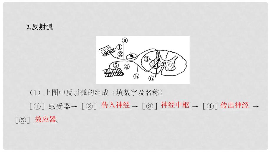 高三生物一轮复习 第8单元 第2讲 通过神经系统的调节课件 新人教版必修3_第3页