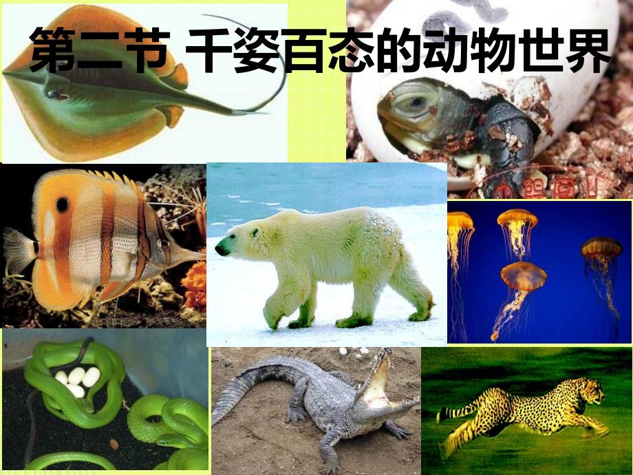 苏教版八年级生物千姿百态的动物世界ppt课件_第1页