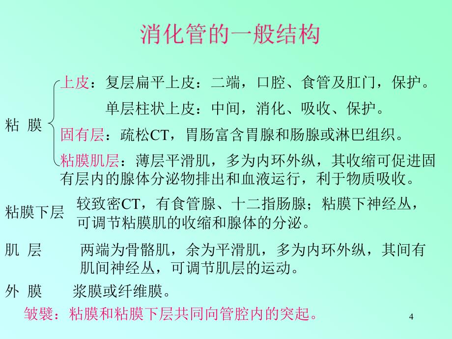 消化系统消化管PPT课件_第4页