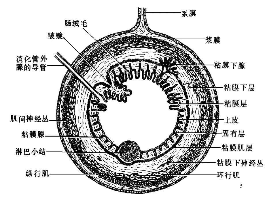 消化系统消化管PPT课件_第5页