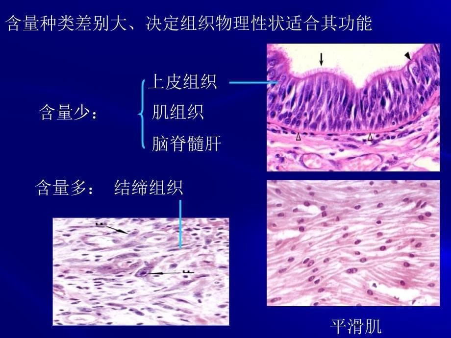 第十一章细胞外基质1_第5页