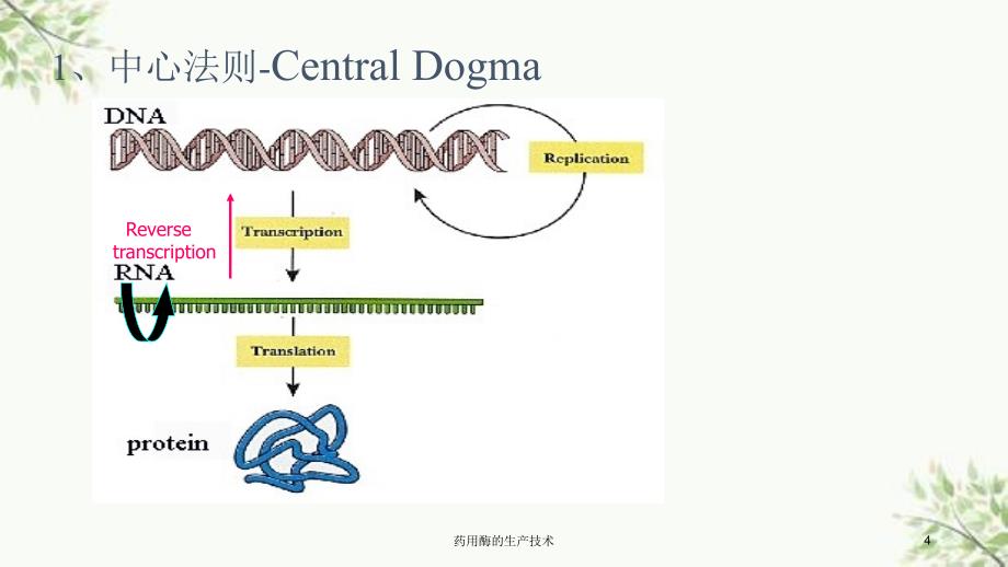 药用酶的生产技术课件_第4页