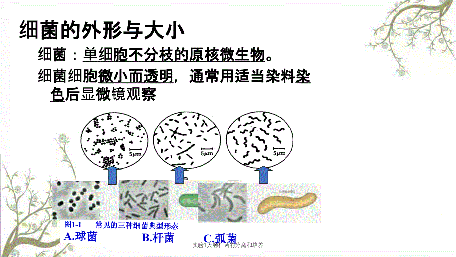 实验1大肠杆菌的分离和培养_第4页