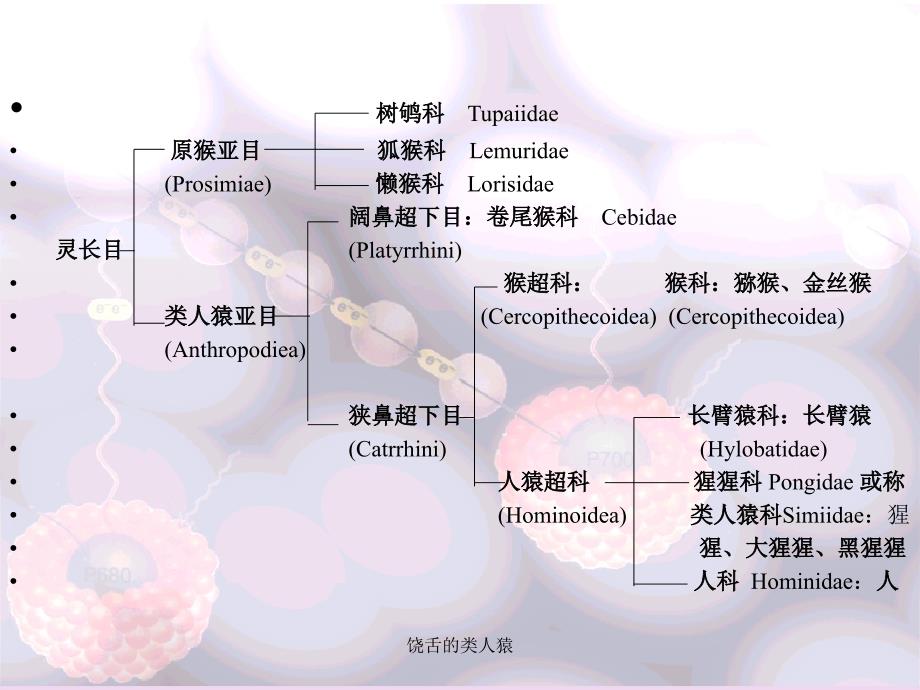 饶舌的类人猿课件_第3页