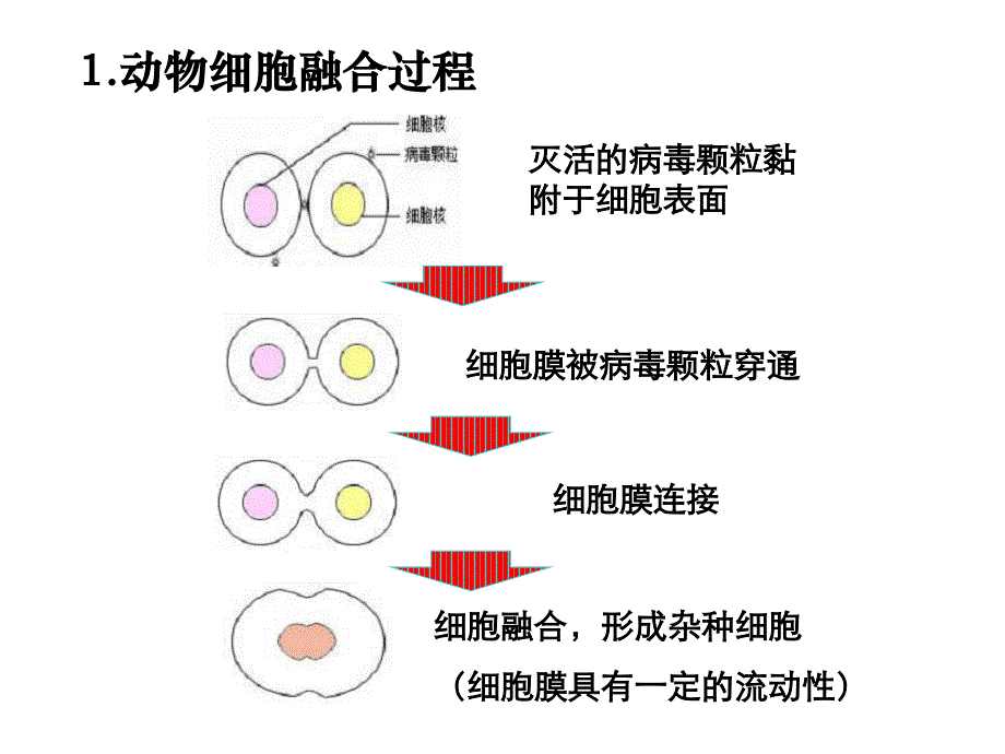 人教版高中生物选修三课件2.2动物细胞工程2_第2页