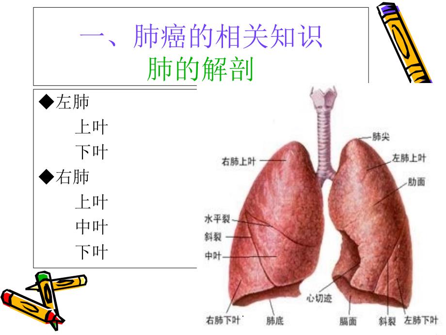 肺癌的护理查房2_第3页