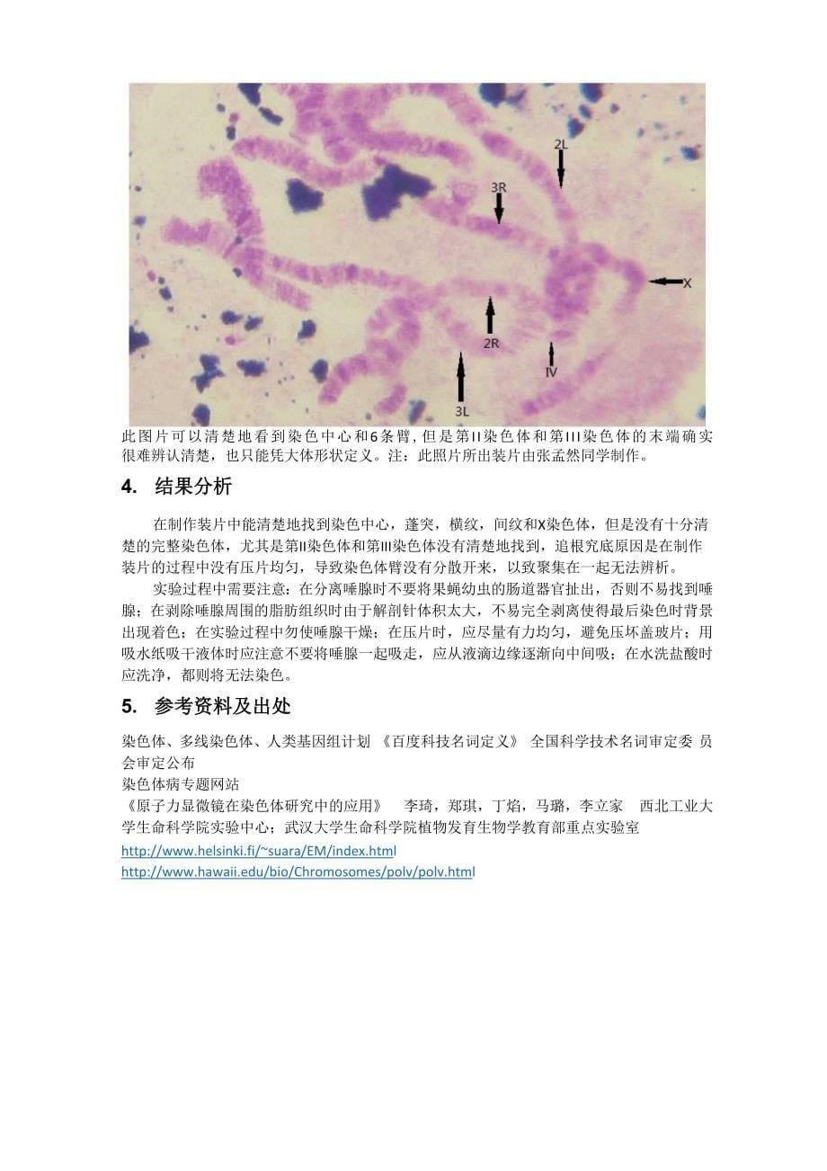 果蝇唾腺染色体标本的制备与观察_第5页