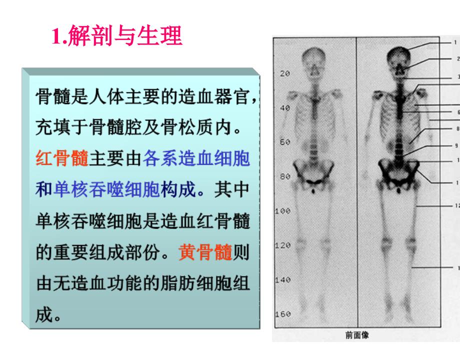 6.血液与淋巴系统_第3页