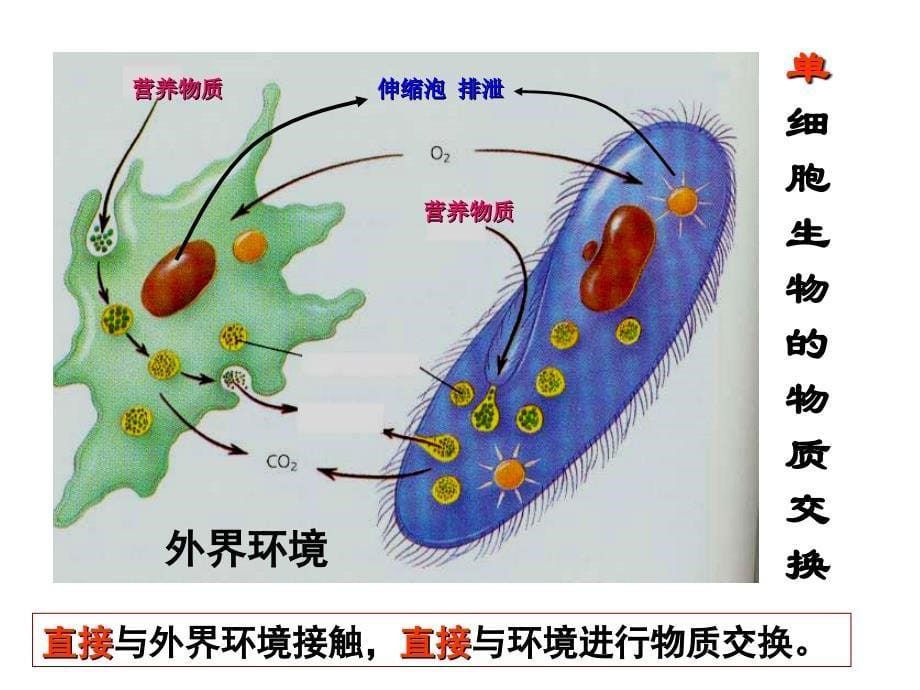 21内环境与稳态_第5页