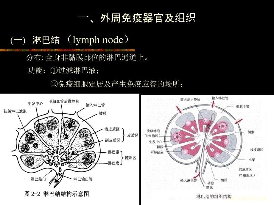 吞噬细胞和T细胞课件_第5页