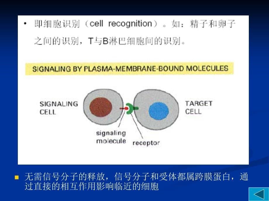 细胞信号转导2_第5页