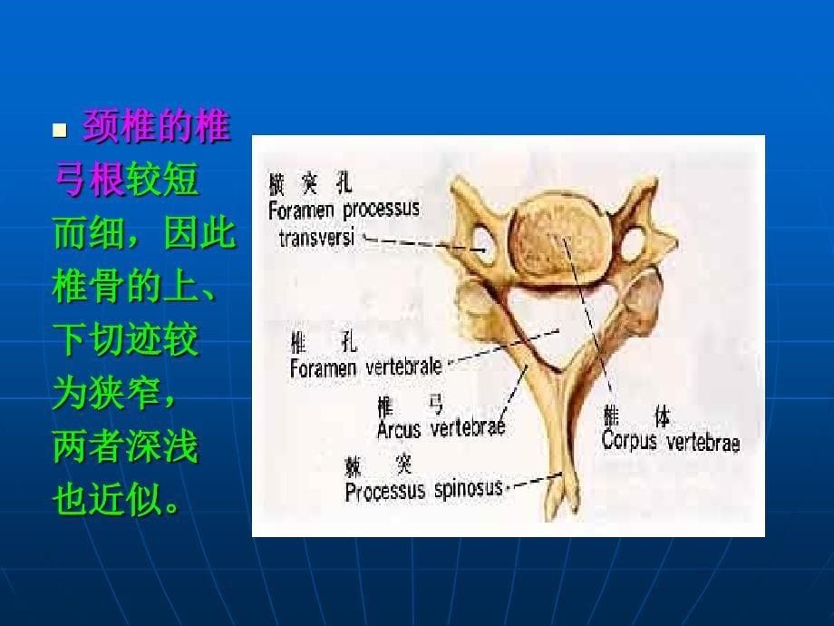 颈椎病诊治课件_第5页