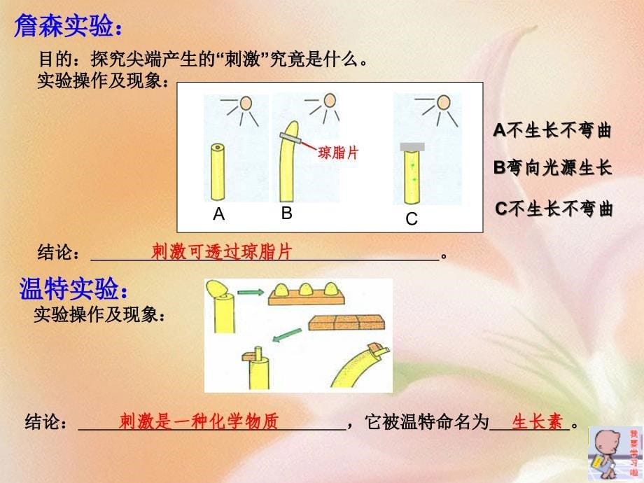 植物生长素的发现_第5页