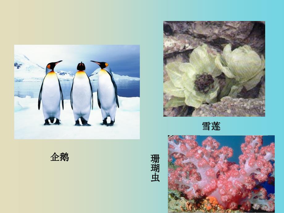 1、1、1生物生存的环境_第4页