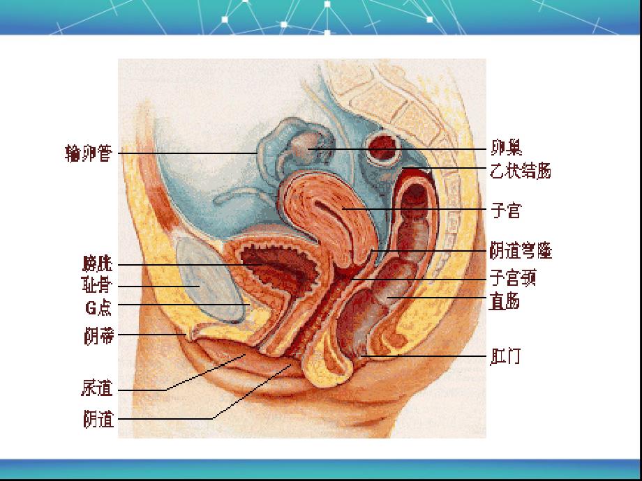 妇科常见疾病与防治_第2页