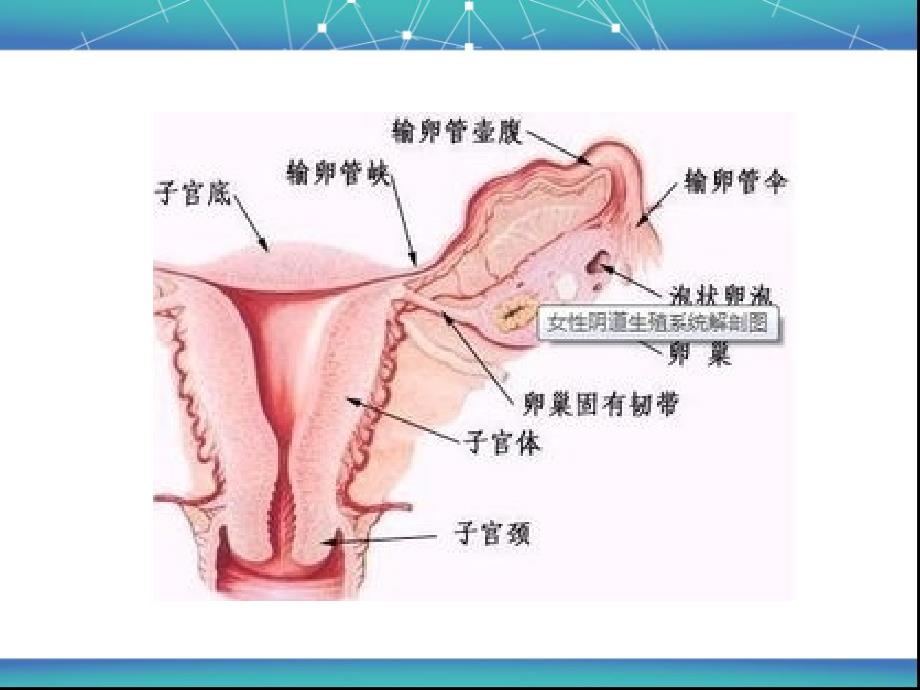 妇科常见疾病与防治_第3页