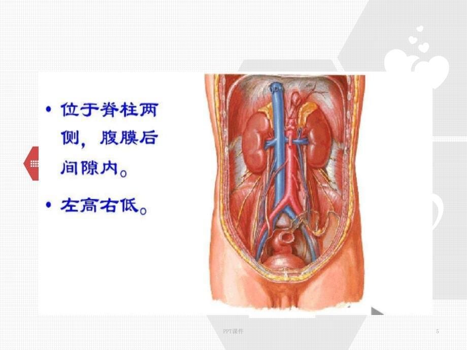 肾脏基础生理知识ppt课件_第5页