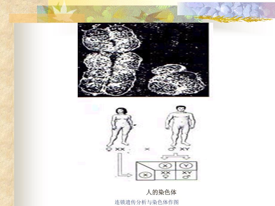 连锁遗传分析与染色体作图课件_第3页