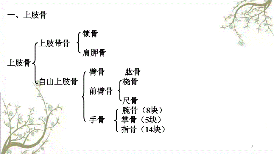 上肢骨及其连结课件_第2页