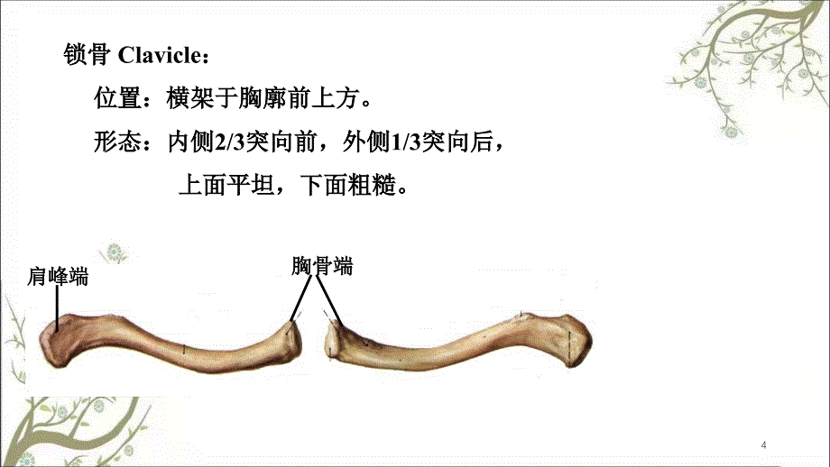 上肢骨及其连结课件_第4页