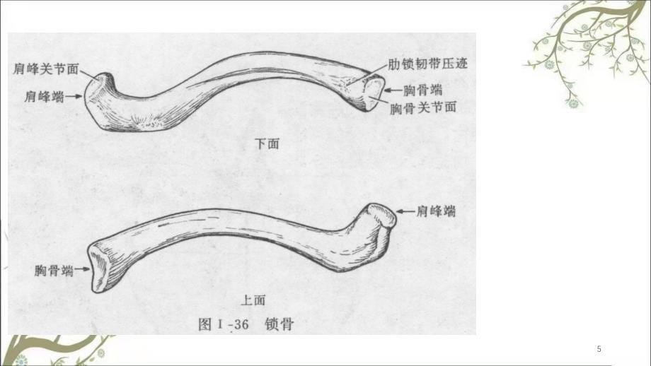 上肢骨及其连结课件_第5页