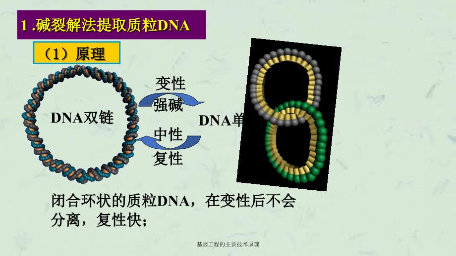 基因工程的主要技术原理课件_第3页