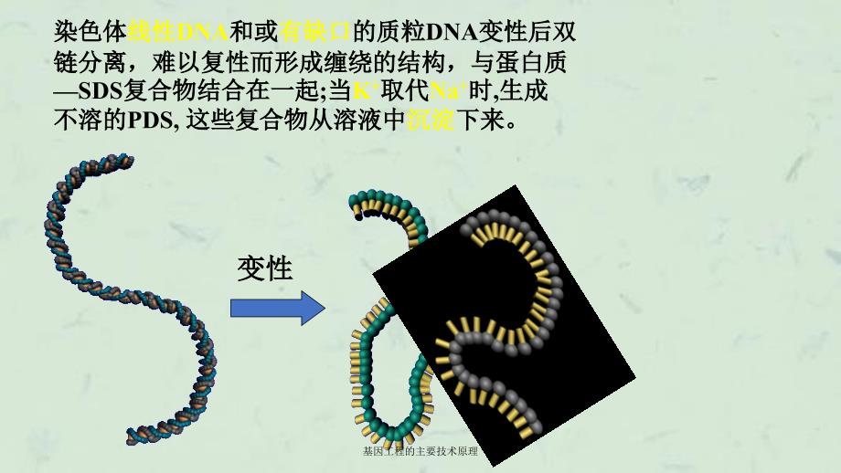 基因工程的主要技术原理课件_第4页