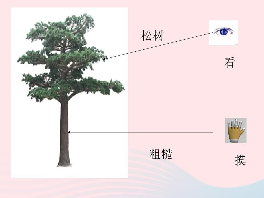 最新三年级科学上册第3课寻找动物和植物课件1_第5页