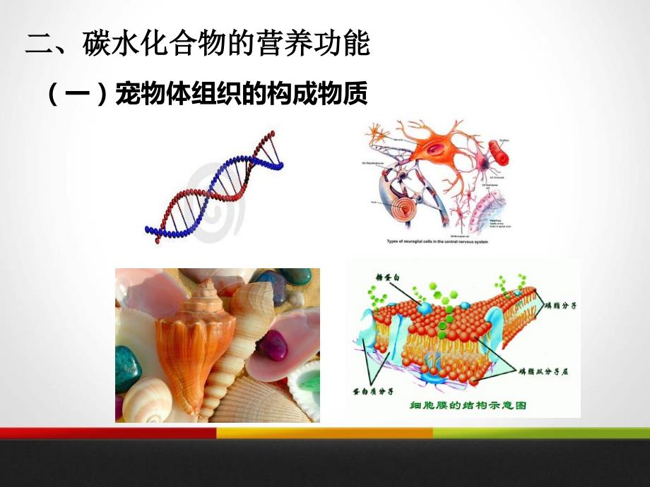 碳水化合物(脂肪)与宠物营养教学教材课件_第4页