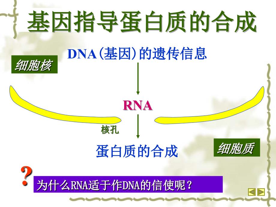 基因指导蛋白质的合成课件_第4页